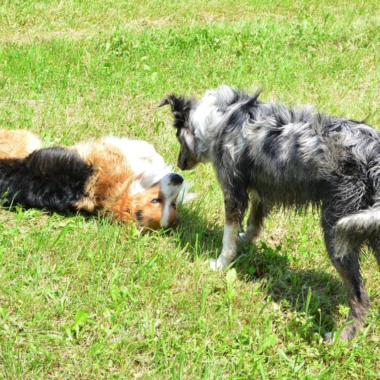 Renegade und Marley