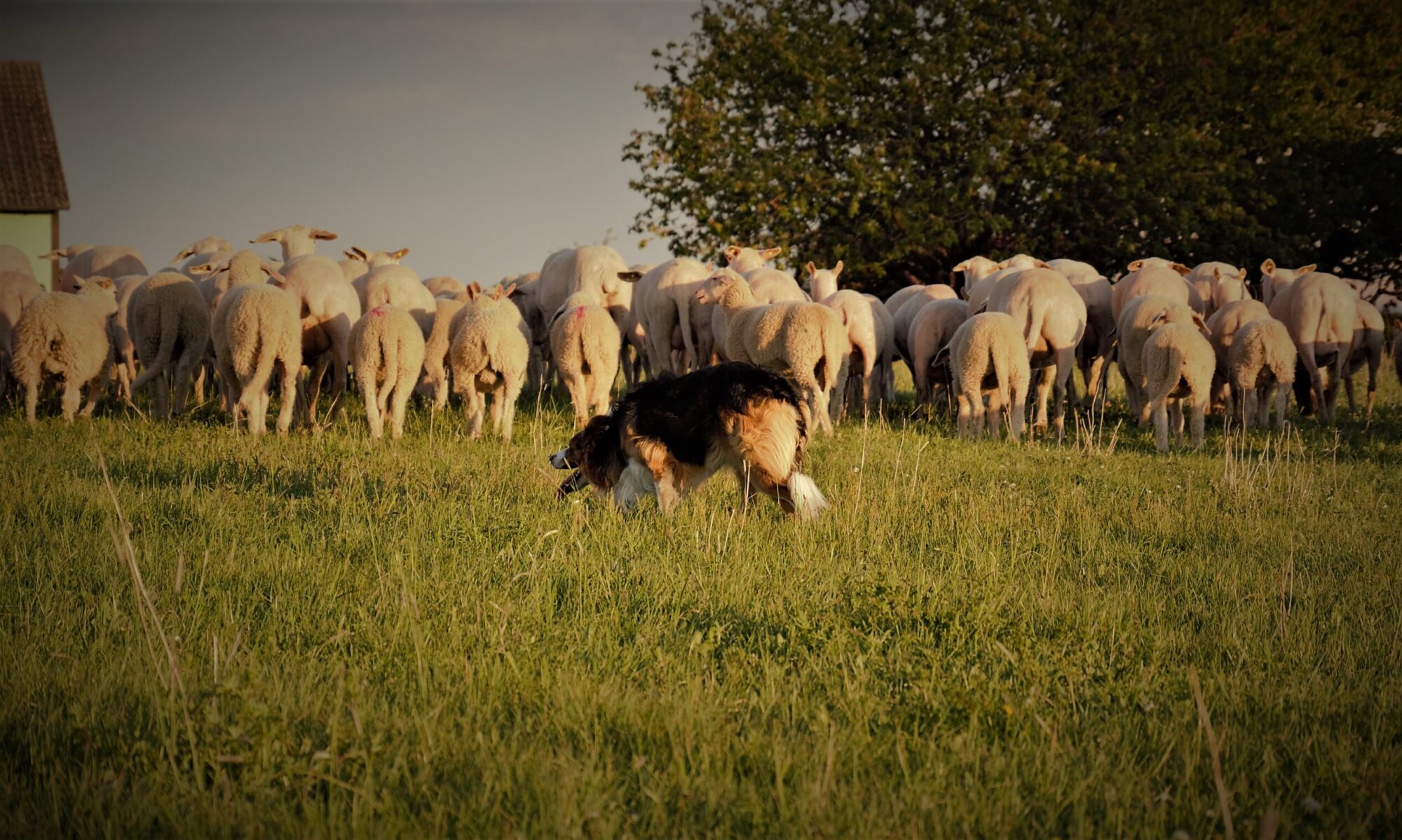 Marley - working sheepdog